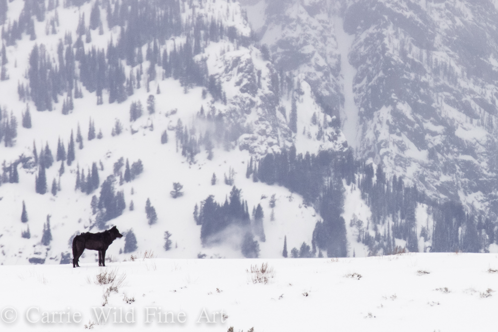 Lone black wolf we have been seeing roaming Jackson Hole, Wyoming. 