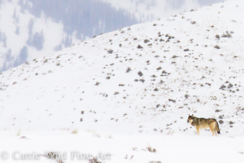 Pack of grey wolves in Blacktail Butte in Grand Teton National Park