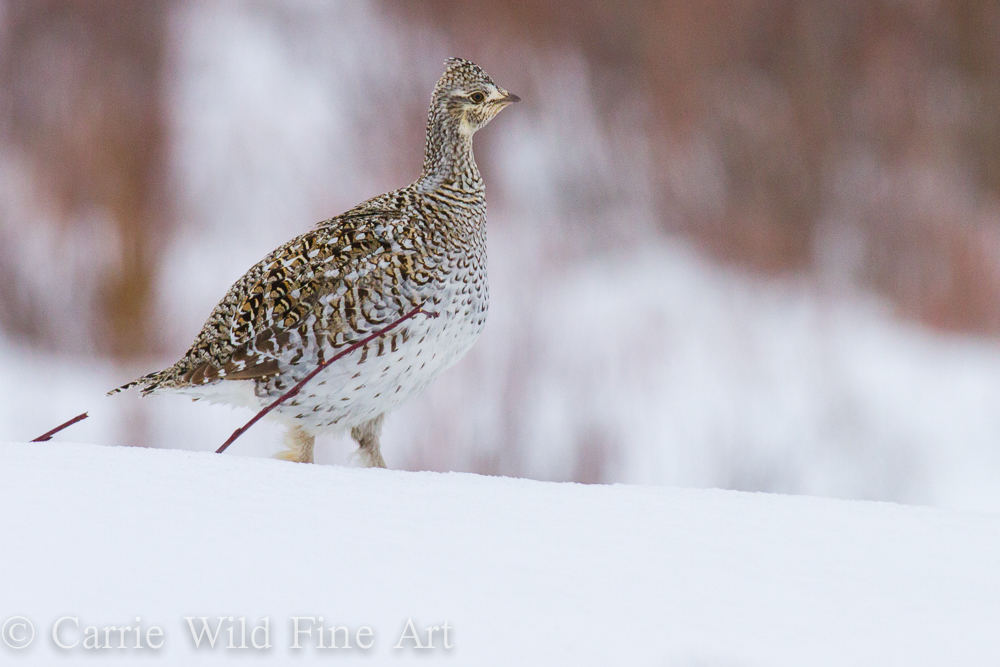 Birds are also an important part of the ecology of Jackson Hole in winter. Image by Carrie Wild
