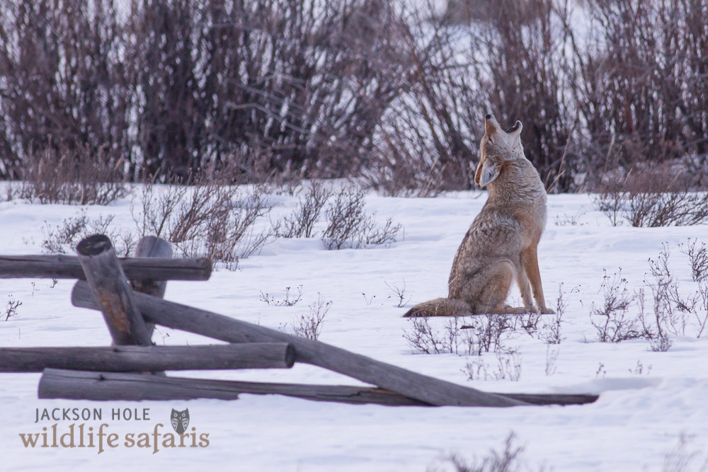 Coyote howling in Grand Teton National Park, Jackson Hole Wyoming. 