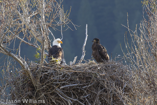 Adult and Immature bald eagle in a nest along the Snake River in Jackson Hole. Image by Jason Williams