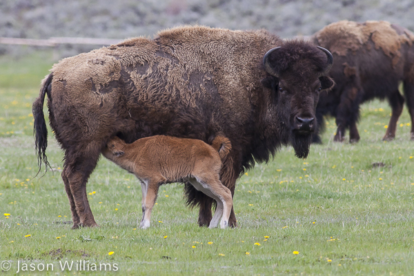 Bison nursing her new calf in Grand Teton National Park. Image by Jason Williams