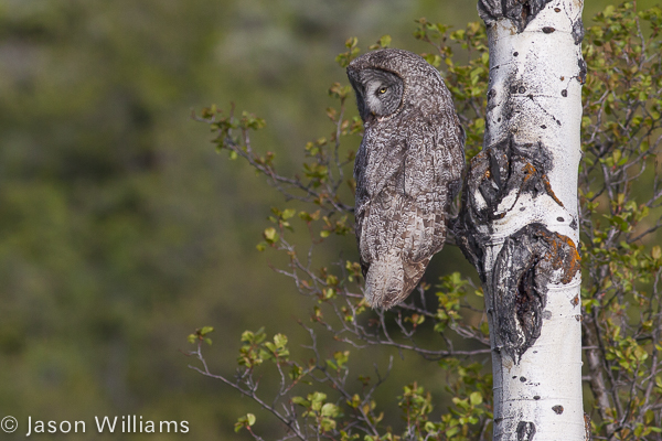 Great Grey Owl hunting along Moose Wilson Road in Grand Teton National Park, Jackson Hole Wyoming. Image by Jason Williams