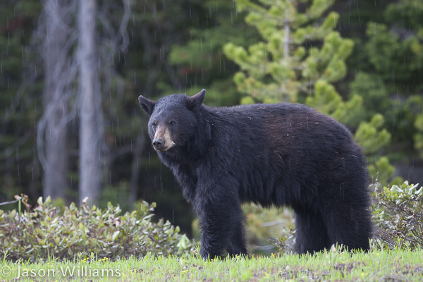 American Black bear in Grand Teton National Park in Jackson Hole Wyoming. Image by Jason Williams