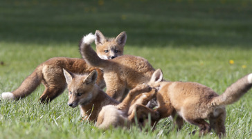 Red Fox Kits Play Together Near Their Fox Den