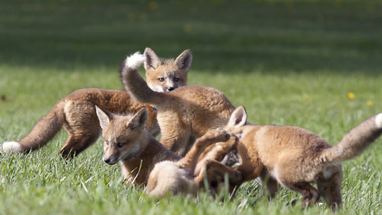 Red Fox Kits Play Together Near Their Fox Den