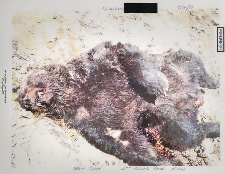 Dead Grizzly Bear image as published in Mike Koshmrl's article about bear mortality in the Jackson Hole News and Guide recently. Photo courtesy of USFWS