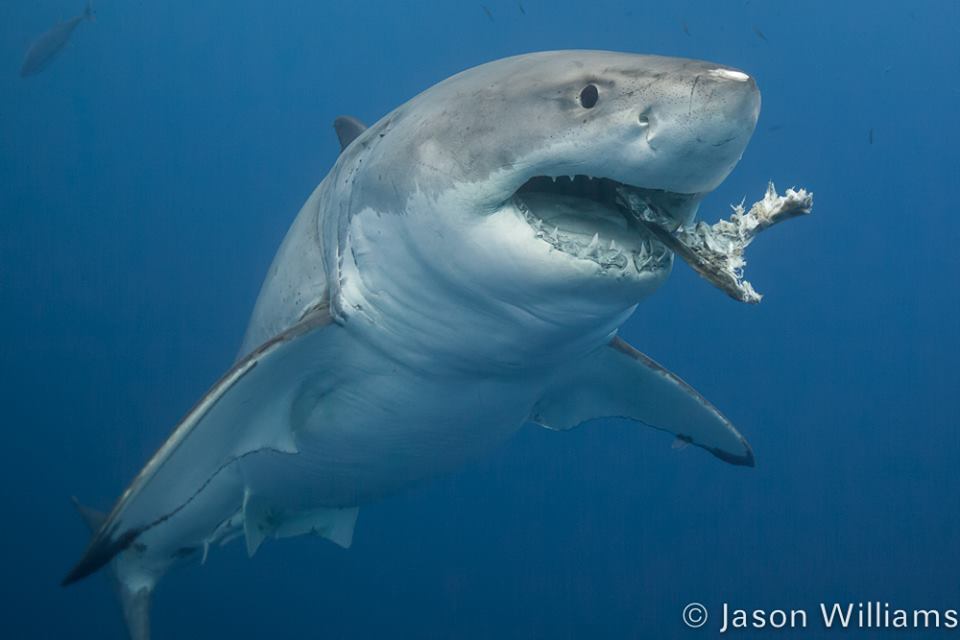Great white shark grabbing a piece of loose bait. Though the operators try not to feed the sharks they occasionally get lucky. Image by Jason Williams