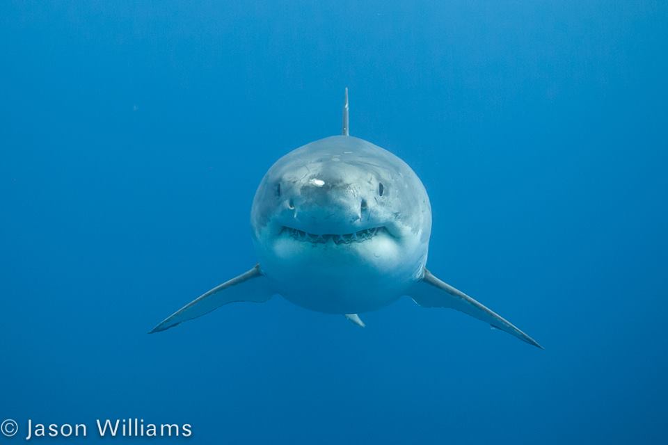 A Great White Shark Looks Straight At The Photographer Off The Isla De Guadalupe In Mexico