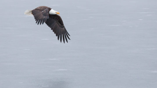 A Bald Eagle Flies Over A Snowy Landscape In Jackson Hole