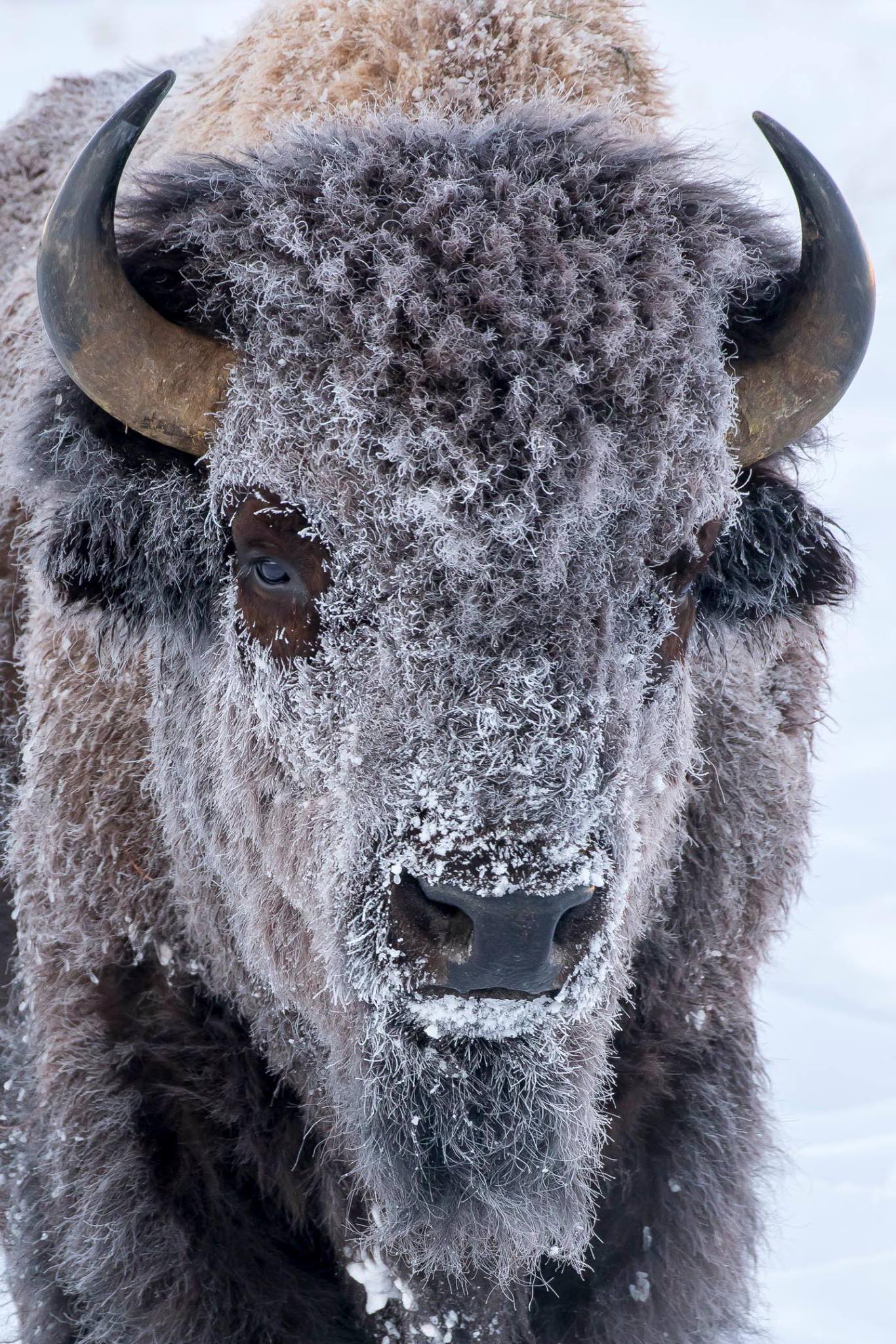 A Frost Covered Bison Conserves Energy In Grand Teton National Park