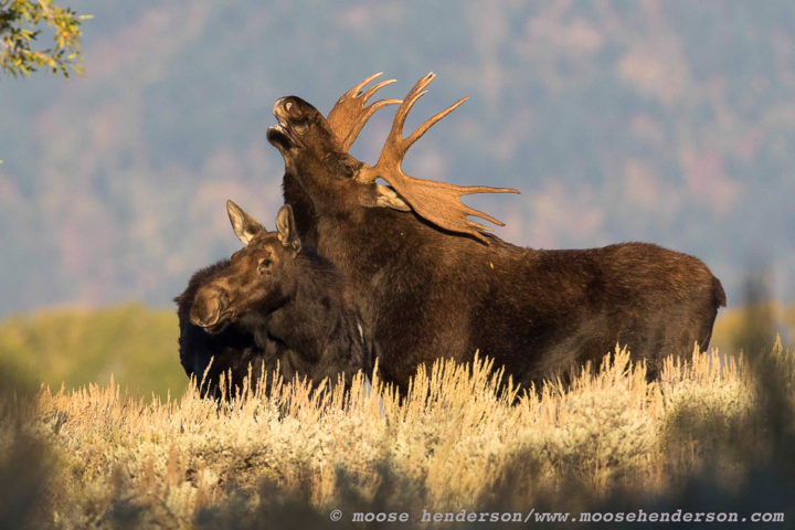 A Bull Moose Pairs Off With A Cow Moose During Mating Season