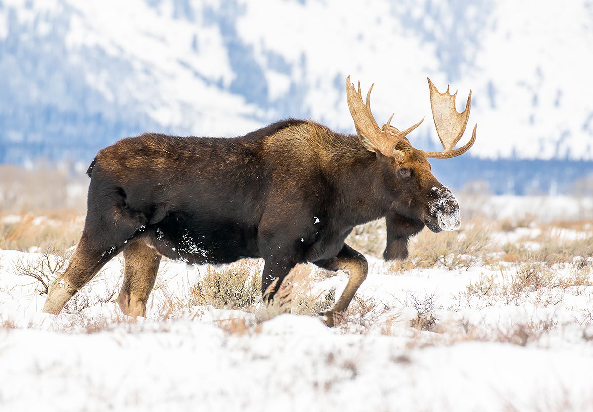 A Bull Moose Walks Through A Field Of Snowy Sagebrush In Grand Teton National Park