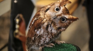 A Rescued Eastern Screech Owl At Teton Raptor Center Looks With Head Tilted At A Visitor