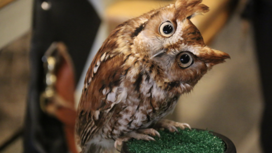 A Rescued Eastern Screech Owl At Teton Raptor Center Looks With Head Tilted At A Visitor