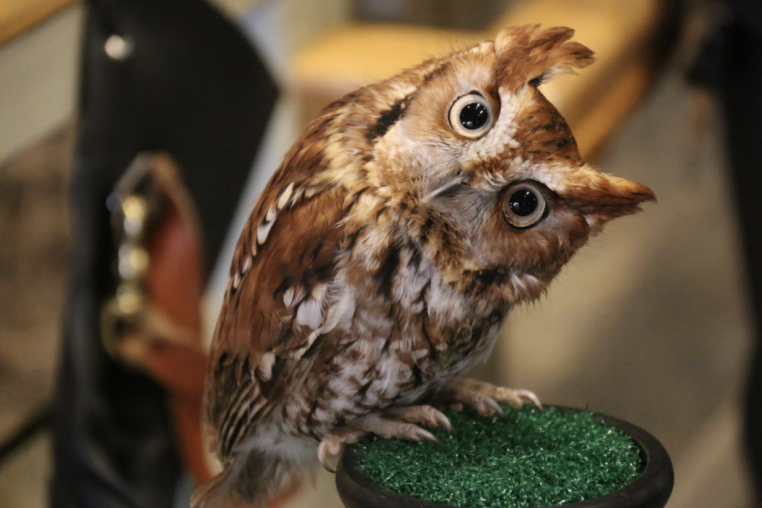 A Rescued Eastern Screech Owl At Teton Raptor Center Looks With Head Tilted At A Visitor