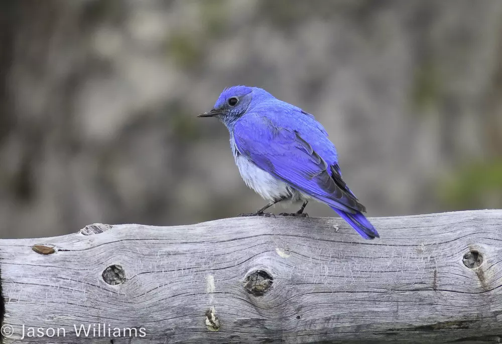A Mountain Bluebird Perches On A Log