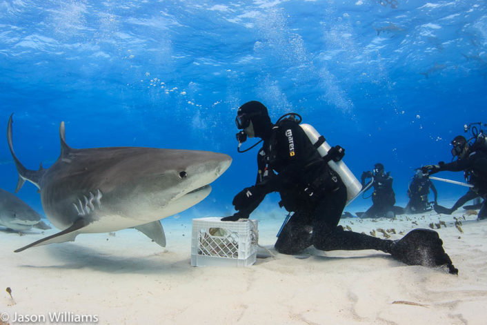 Diving with Tiger Sharks in the Bahamas | Wildlife Tours