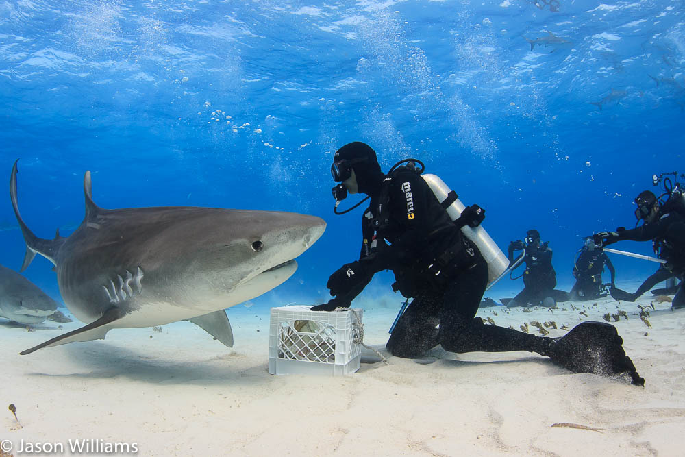 tiger sharks at Tiger Beach