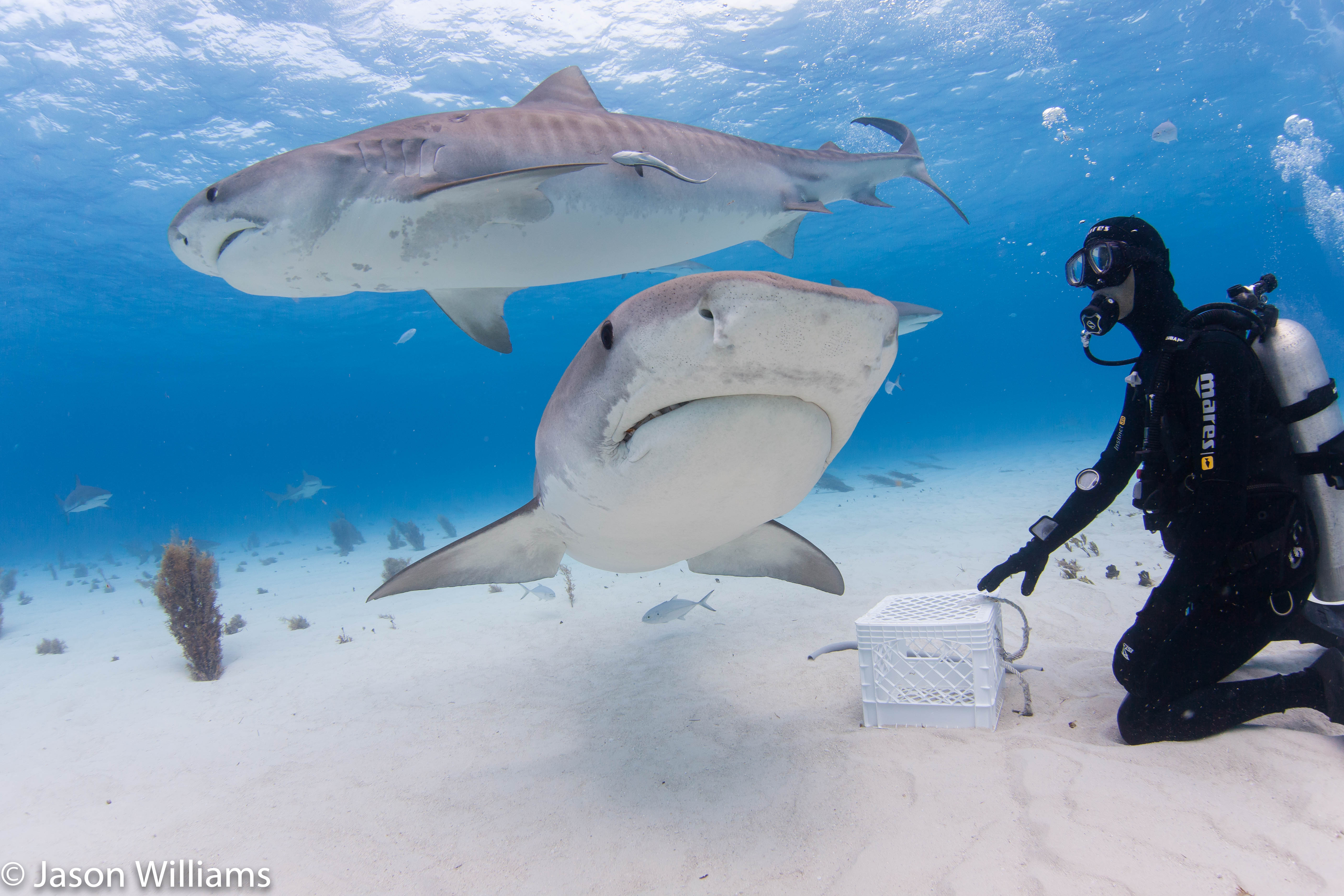 Vinnie Canabal, owner of Epic Diving, directing traffic at Tiger Beach, West End of Grand Bahama.