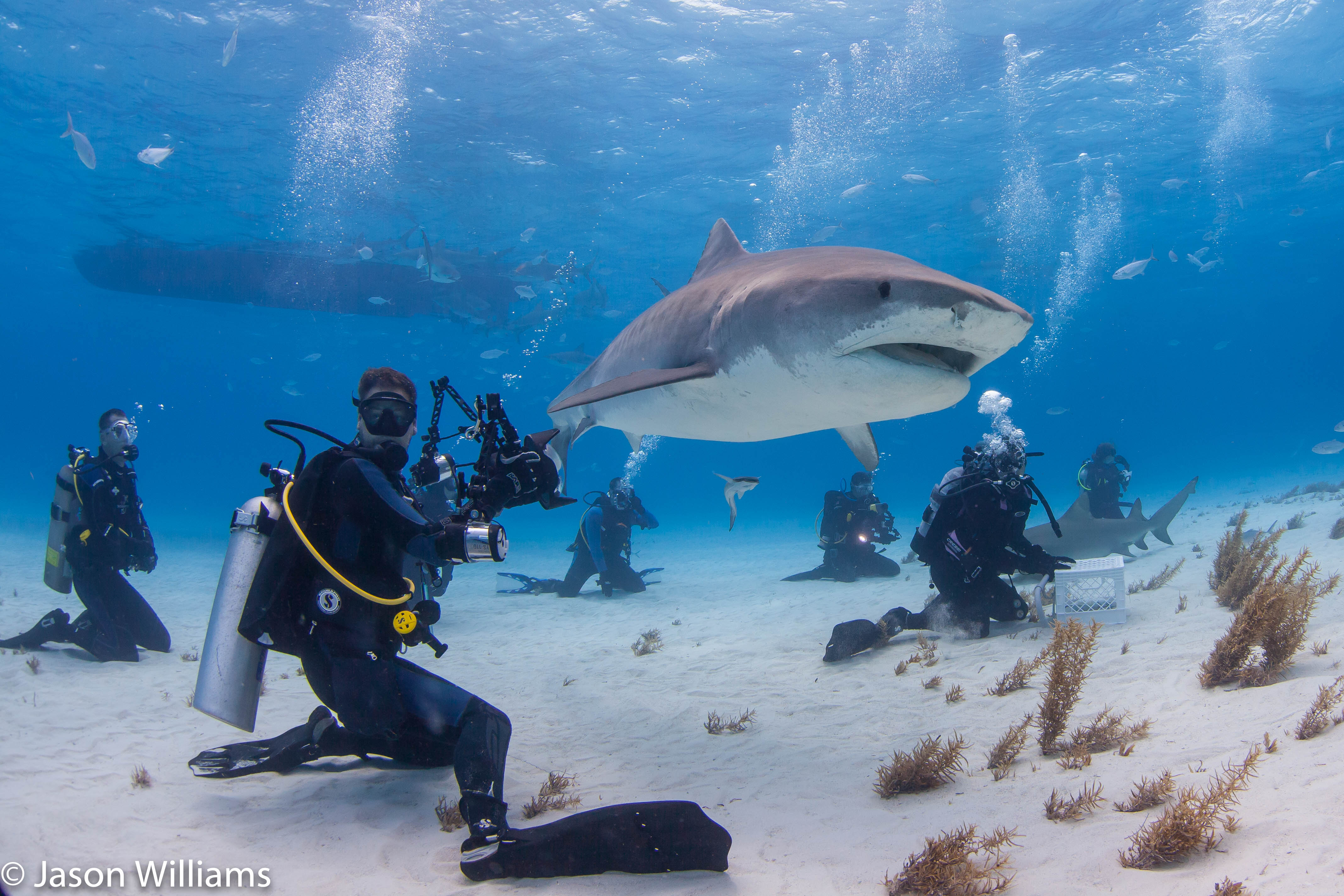 Shane Gross with his head on a swivel while photographing tiger sharks at Tiger Beach.