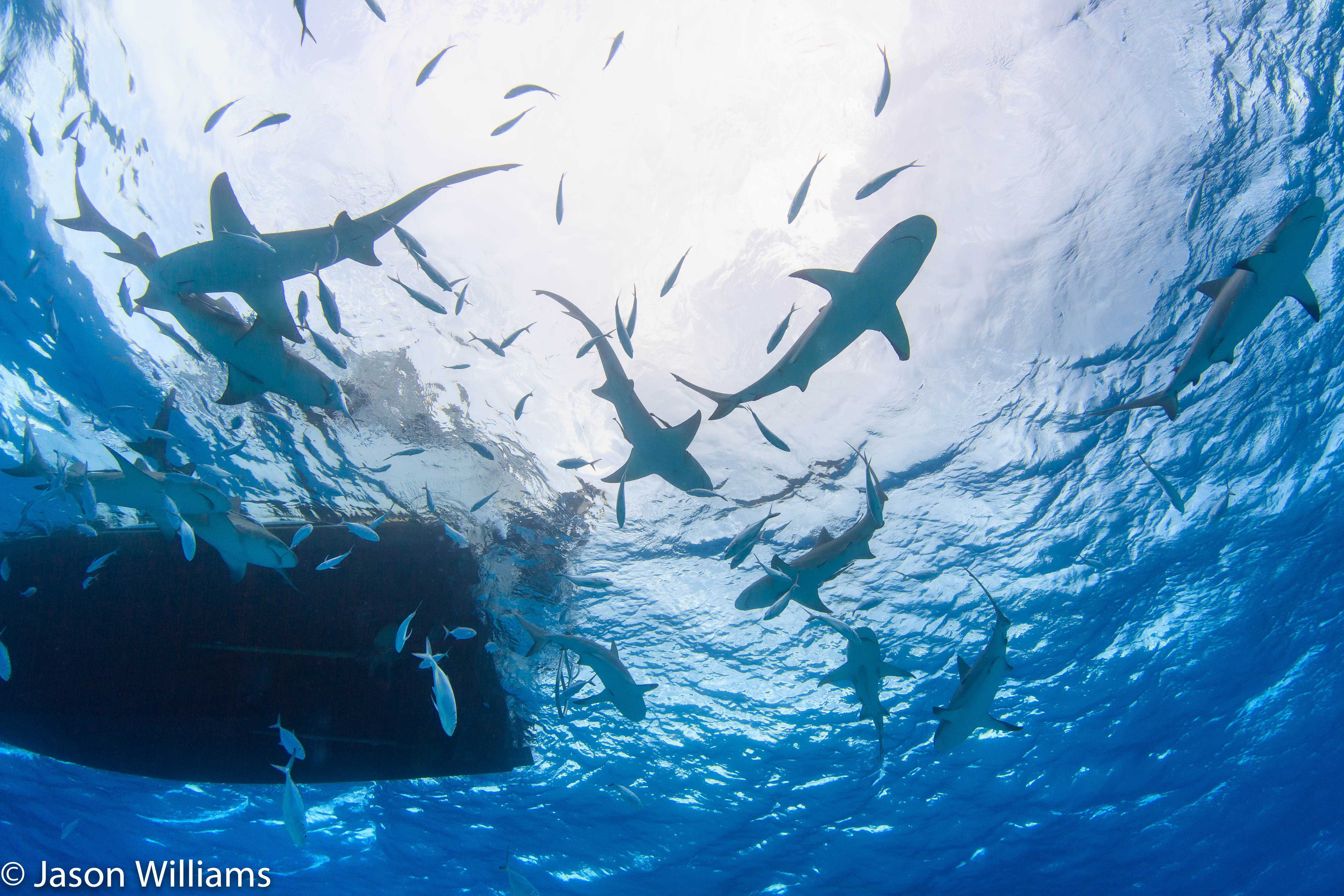 Dozens of reef and lemon sharks