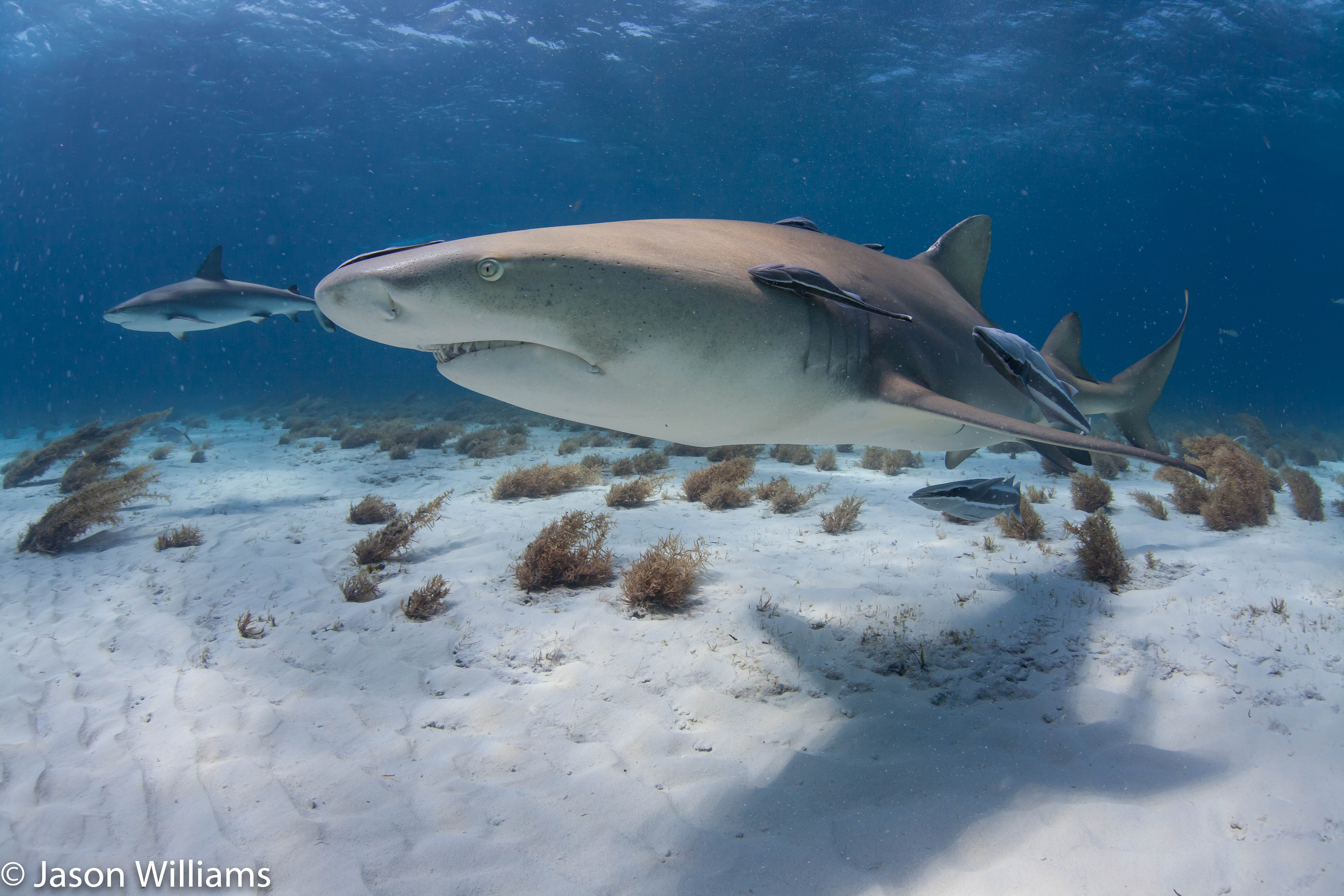 tiger sharks