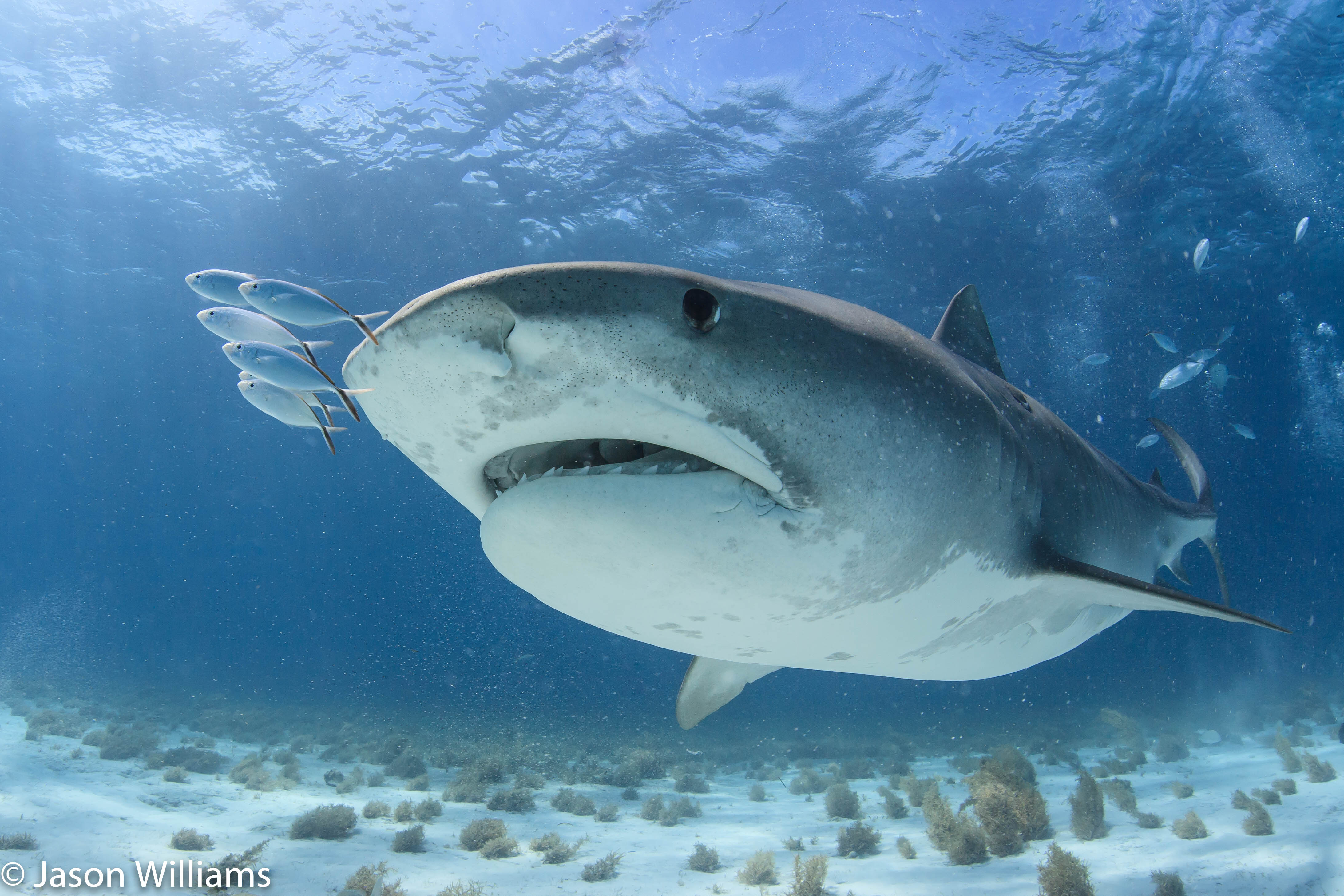 Diving with Tiger Sharks in the Bahamas