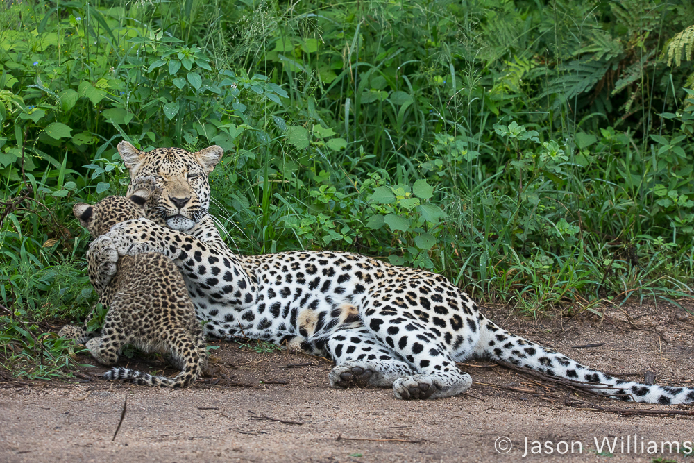 Leopard and her cub ignoring us in Sabi Sands, South Africa.