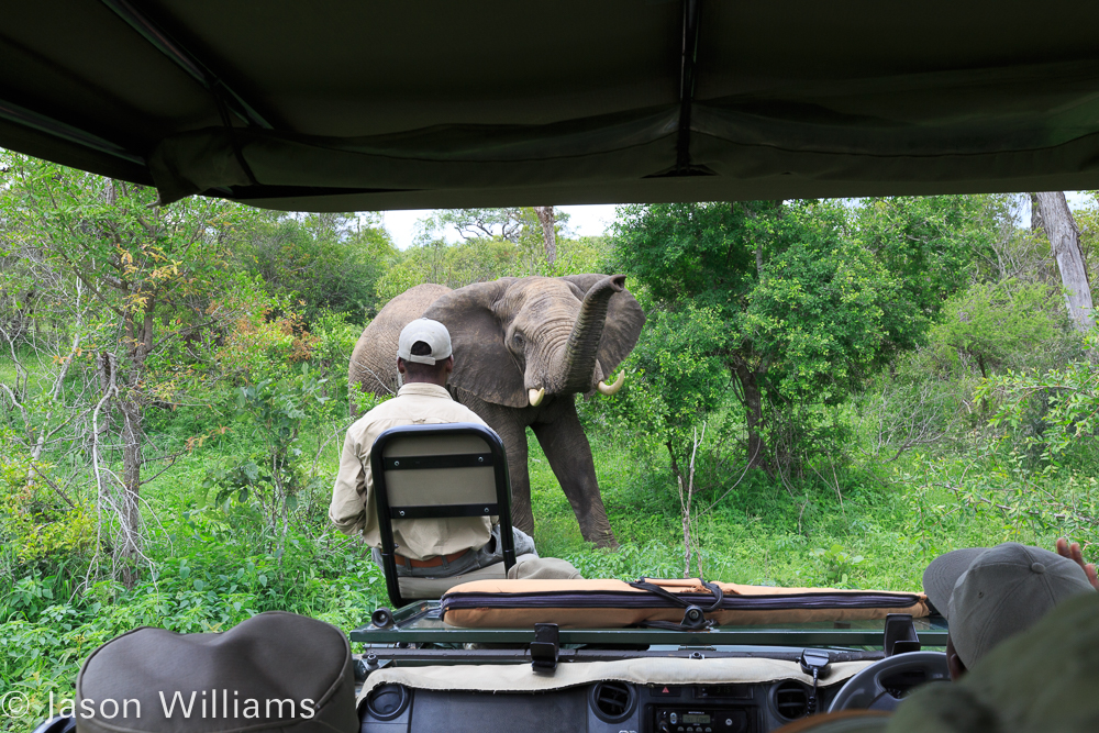 Cliff, showing off his wildlife behavior skills by calmly facing down a curious young bull elephant.