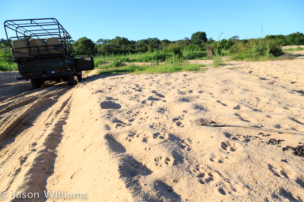 Lion tracks along the Sand River just below the Inyati Game Lodge in Sabi Sands, South Africa.