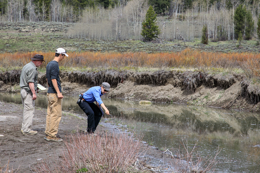 Tracking students being challenged to accurately interpret the tracks left behind by a large grizzly bear in Jackson Hole.