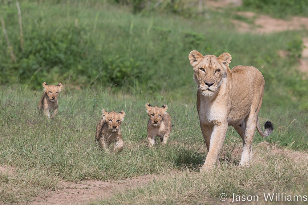 lioness and her cubs along the Sand River.