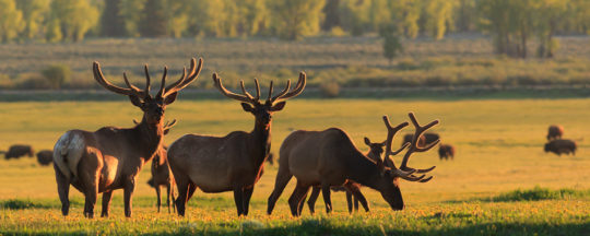 Bull Elk Standing in field in Grand Teton National Park