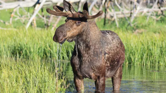 bull moose along the snake river in jackson hole