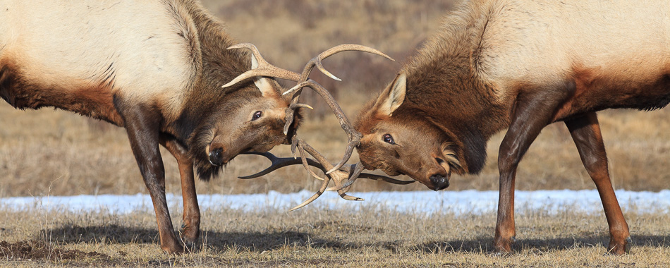 jackson hole animal tour