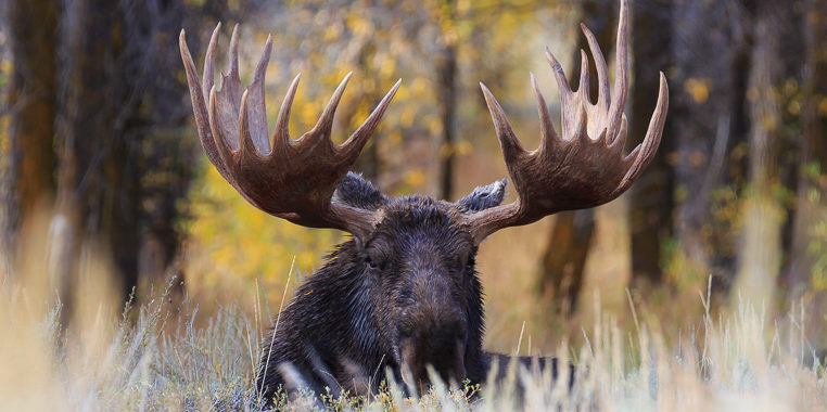 Bull Moose laying in the grass in Grand Teton National Park.