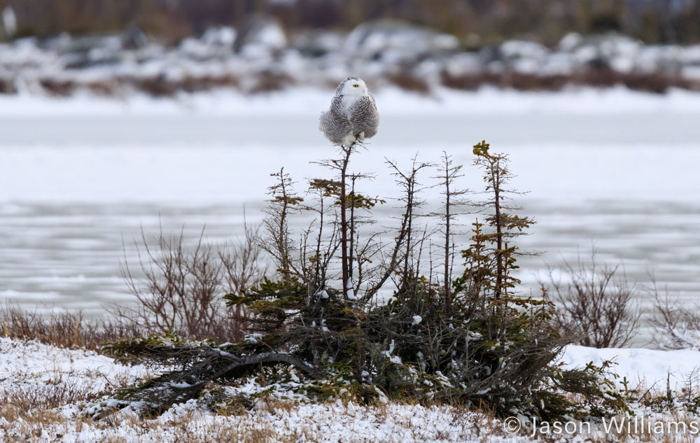 Snowy Owl perched in a tree near Churchill, Manitoba along the Hudson Bay. 