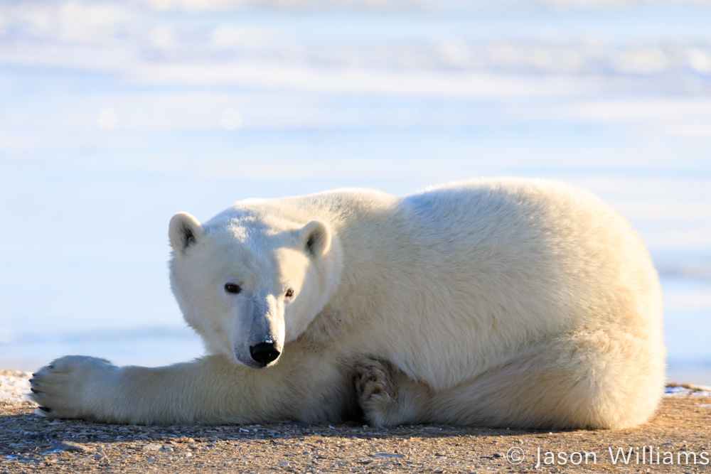 Polar bear on the ground in Churchill Manitoba. 