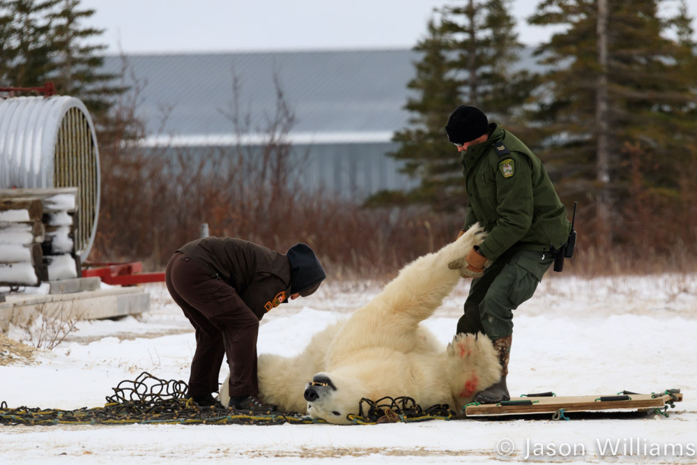 Polar Bear being moved by wildlife managers