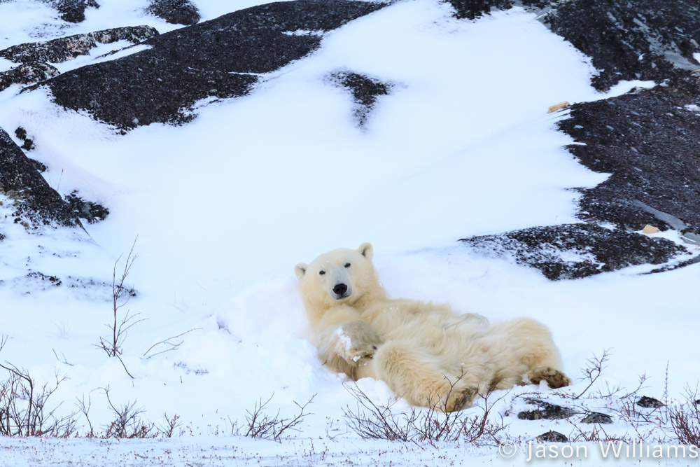 Polar bear rolling in snow