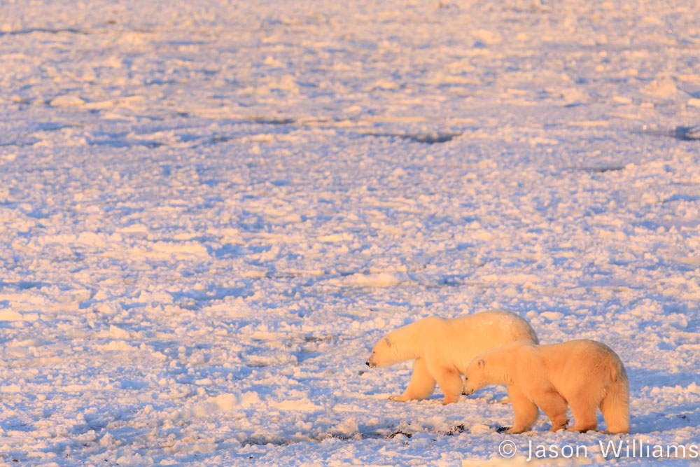 Two polar bears walking on sea ice