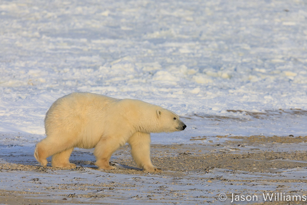 Polar bear walking along beach near churchill manitoba