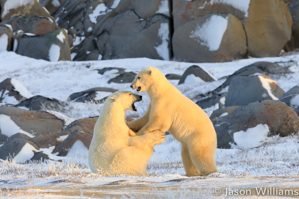 Polar bears playing with rocks behind. 