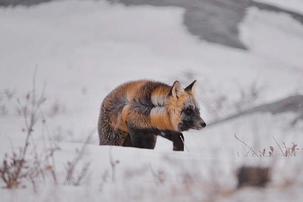 cross fox in churchill manitoba