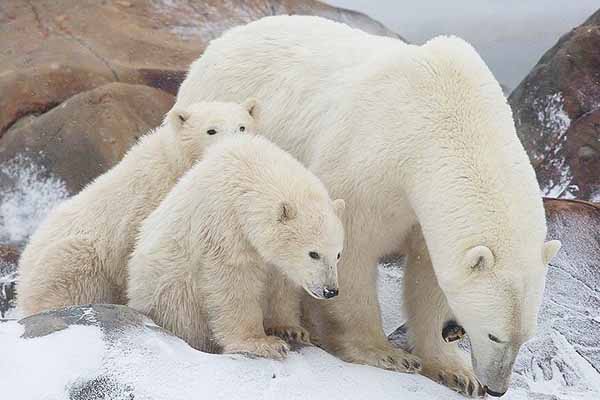 polar bears in churchill manitoba