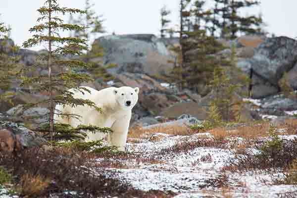 polar bears in churchill manitoba