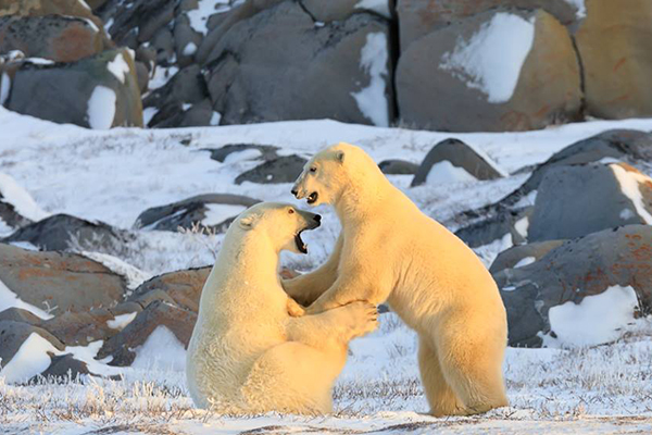 polar bears in churchill manitoba