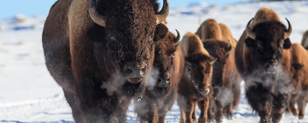 7 Day Yellowstone Revealed Winter Wildlife Expedition