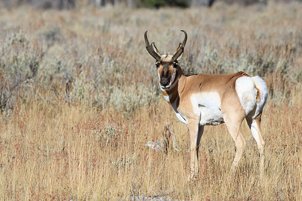 A Lone Pronghorn Standing In Sage Brush And Looking Directly At The Camera